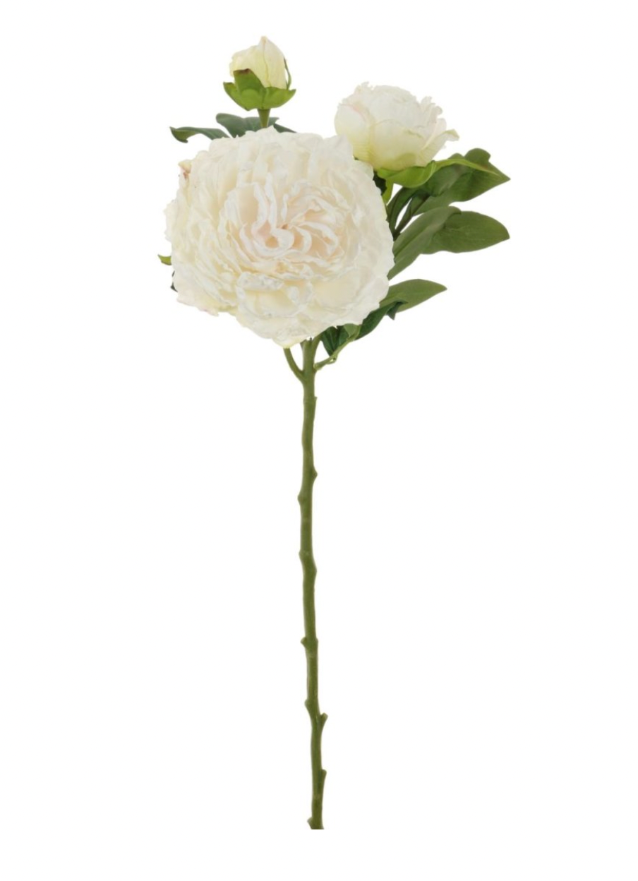 Dried Touch Sienna Peony