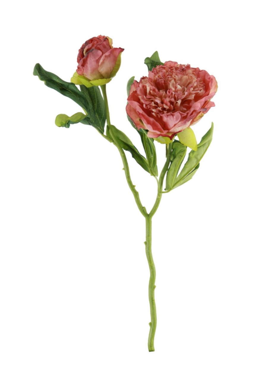 Dried Touch Ruffled Peony