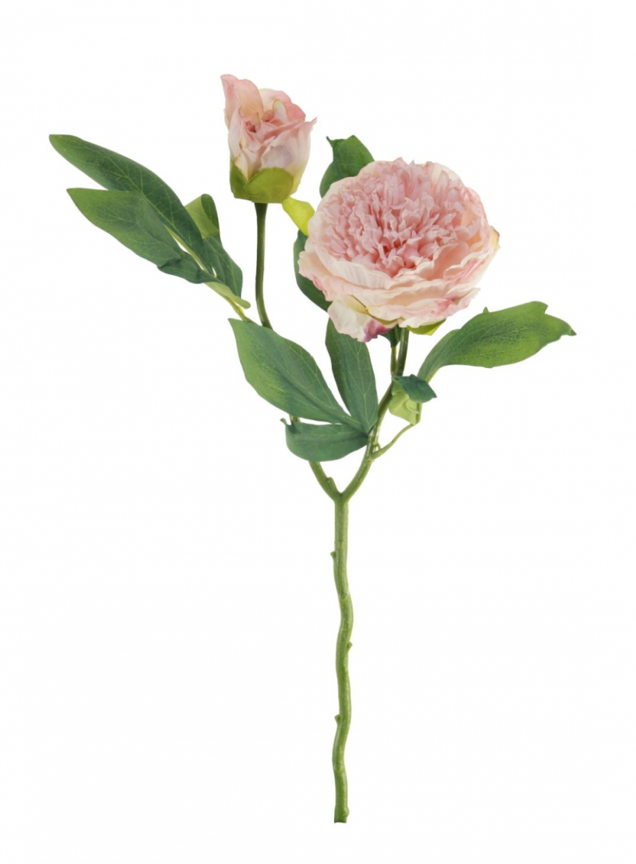 Dried Touch Ruffled Peony