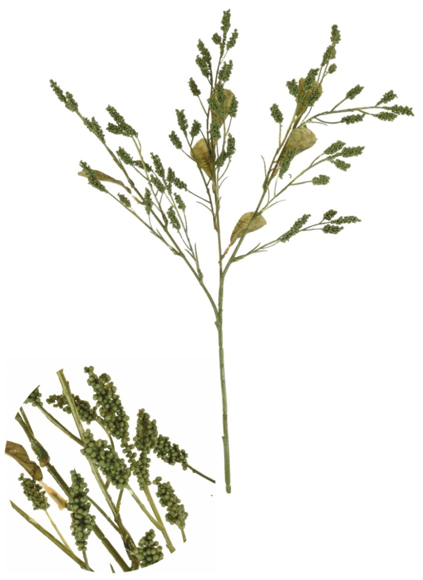 Dried Touch Grain Sorghum Spray