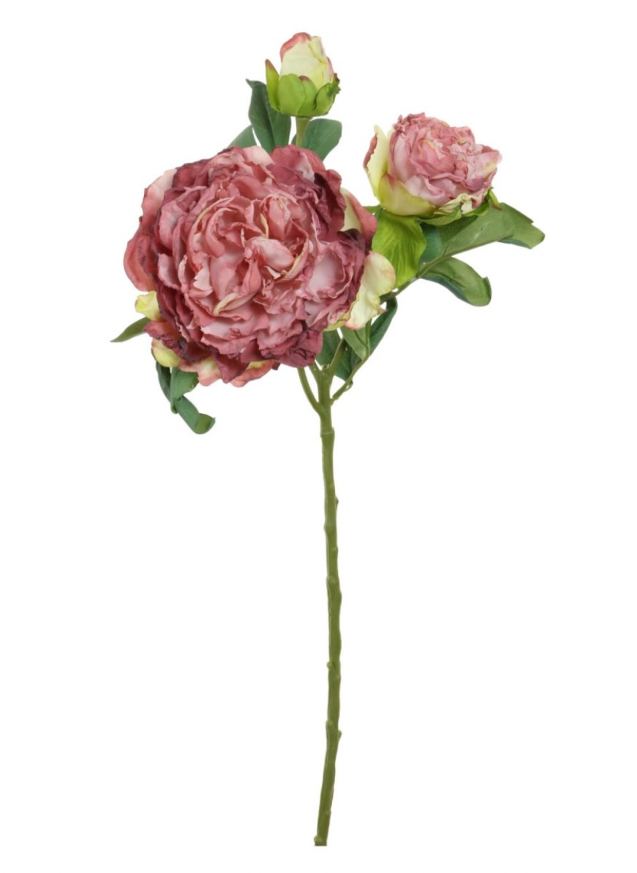 Dried Touch Sienna Peony
