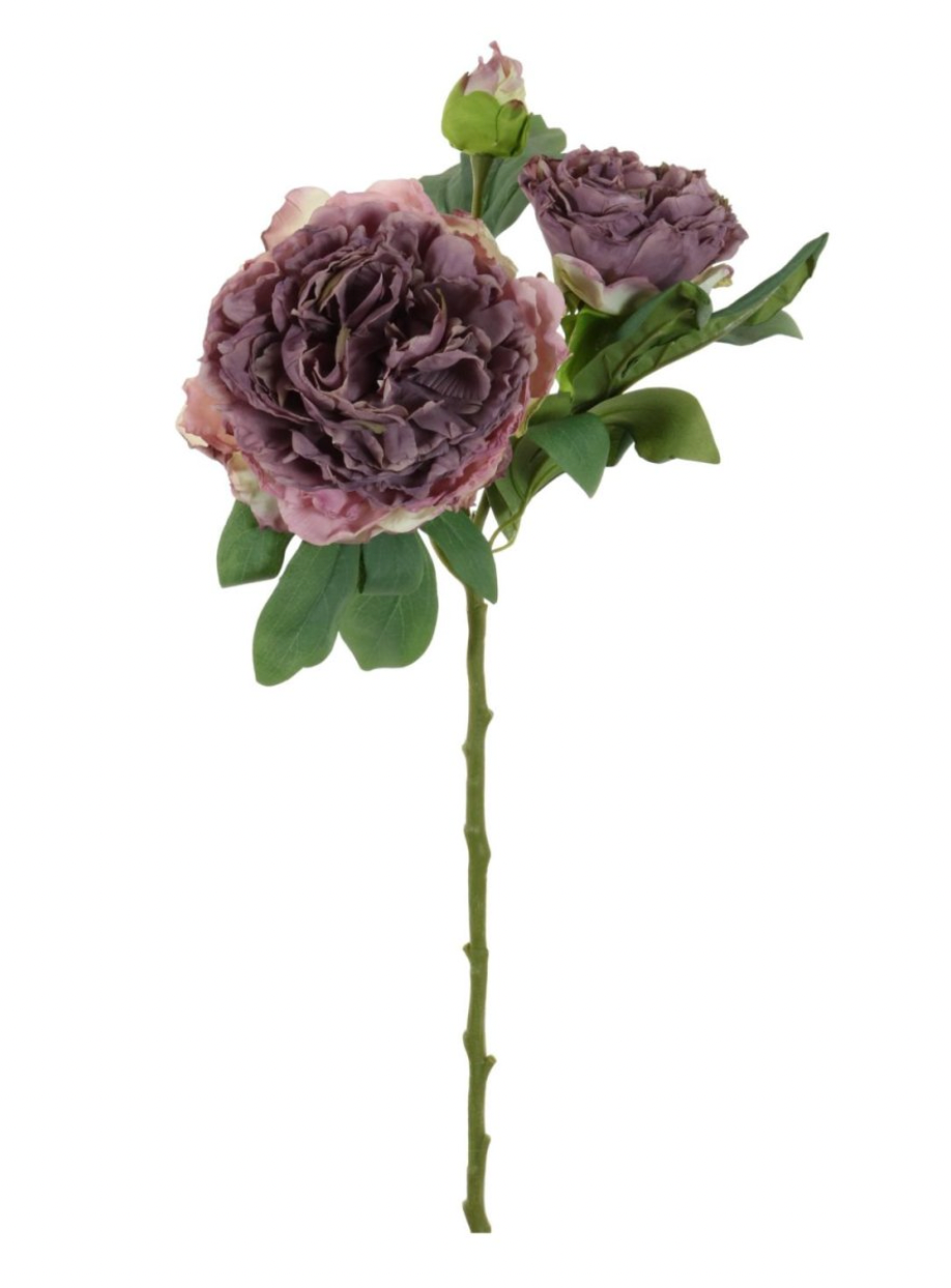 Dried Touch Sienna Peony