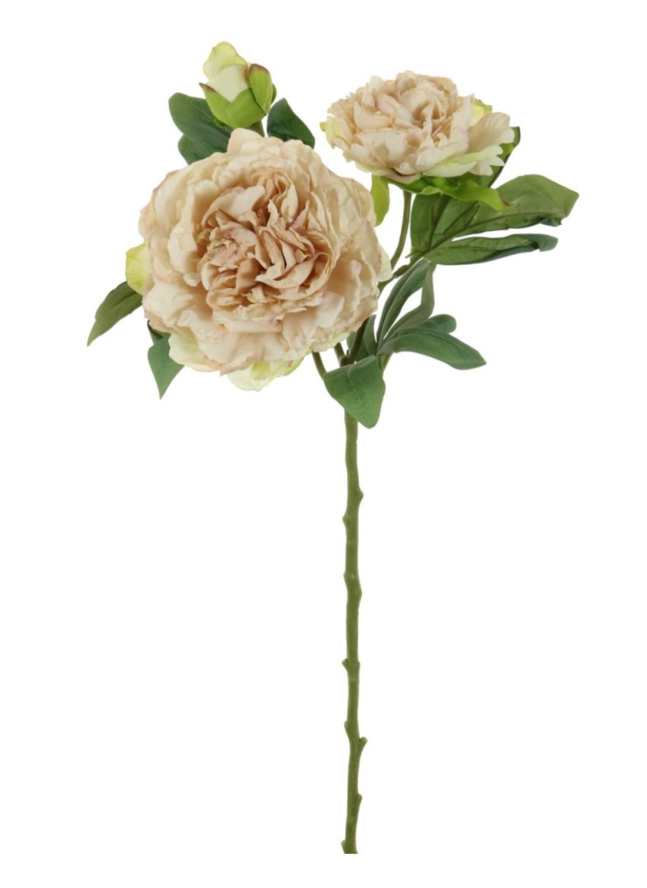Dried Touch Sienna Peony