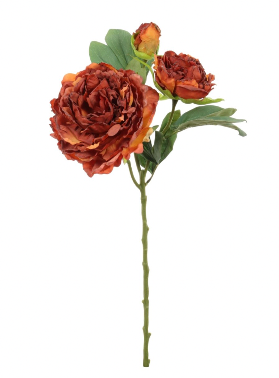 Dried Touch Sienna Peony