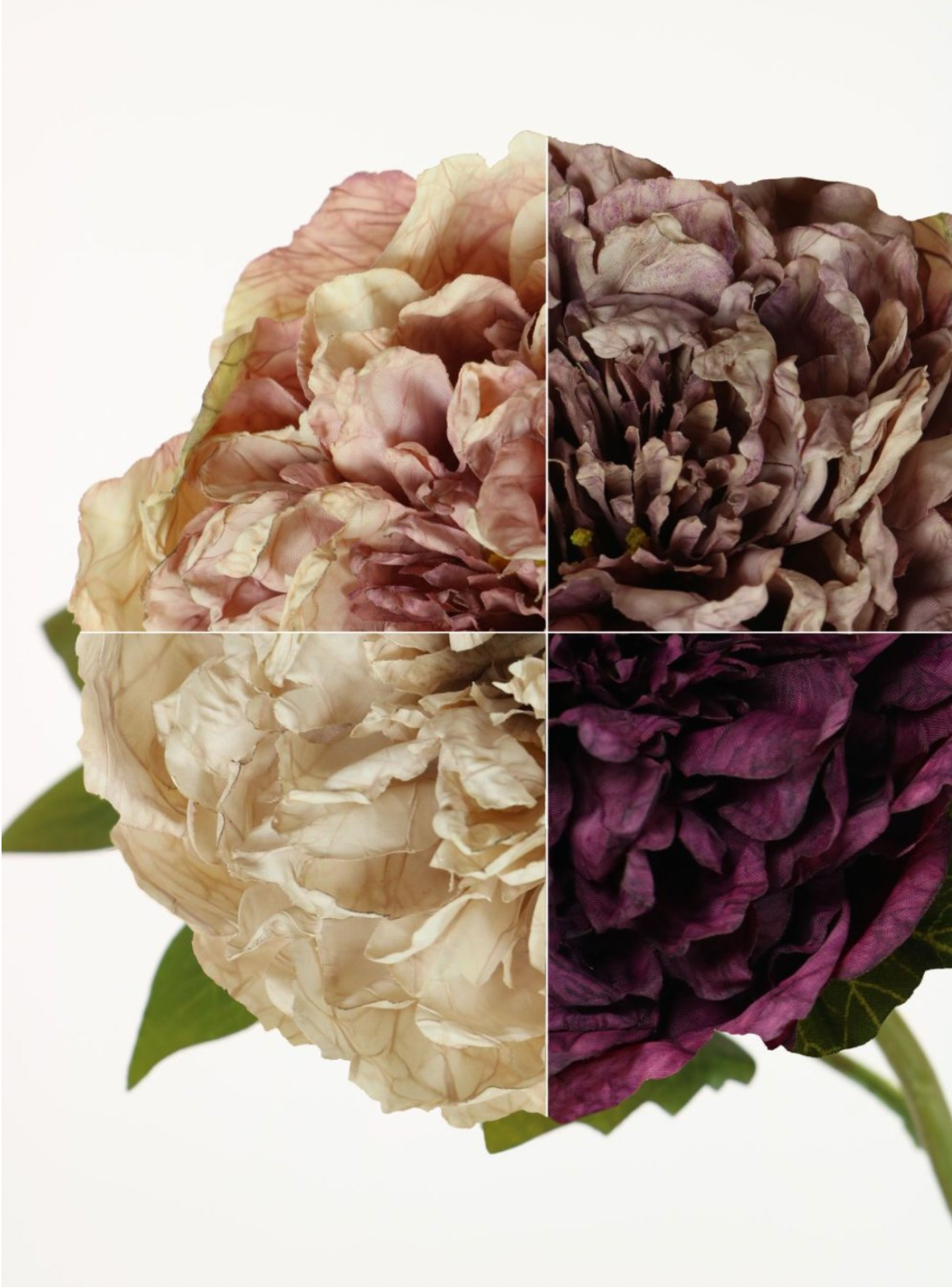 Dried Touch Open Peony