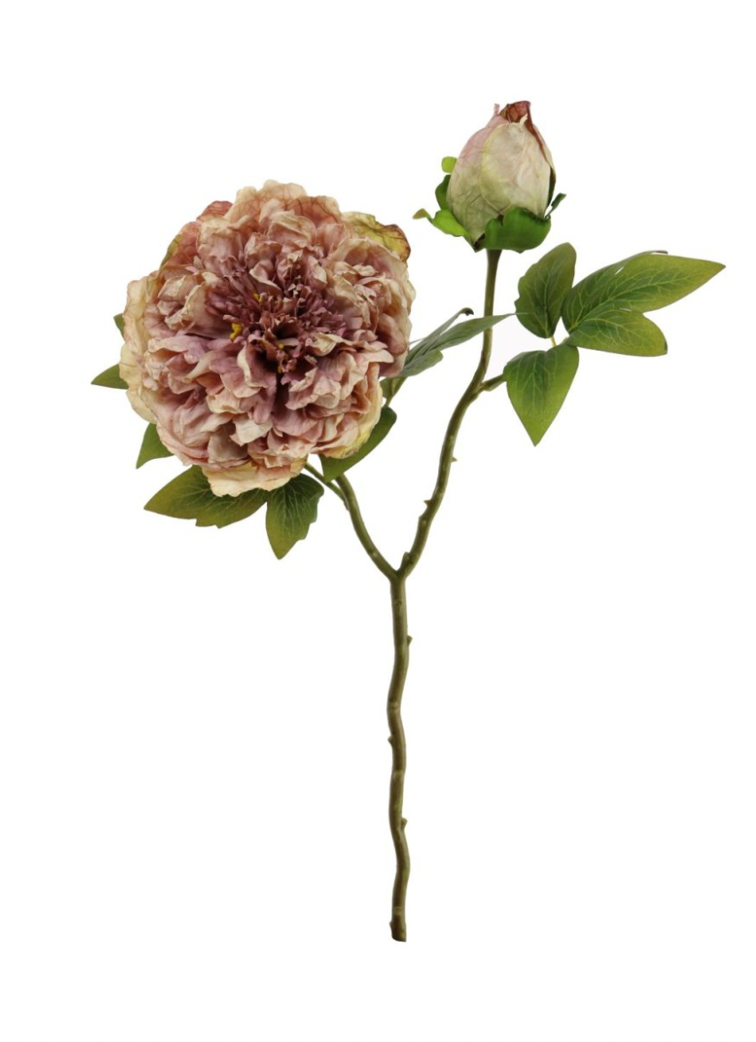 Dried Touch Open Peony