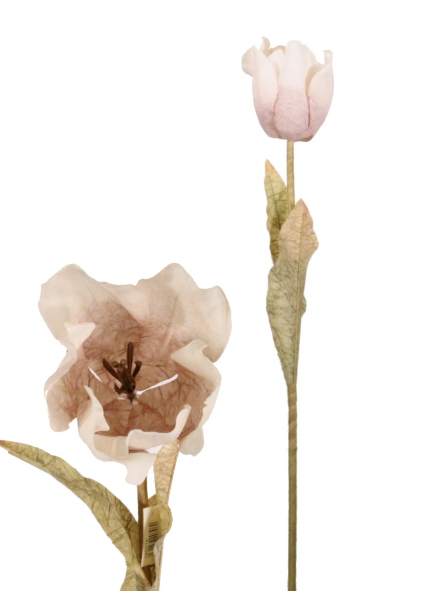 Oyster Dried Touch Large Tulip Stem