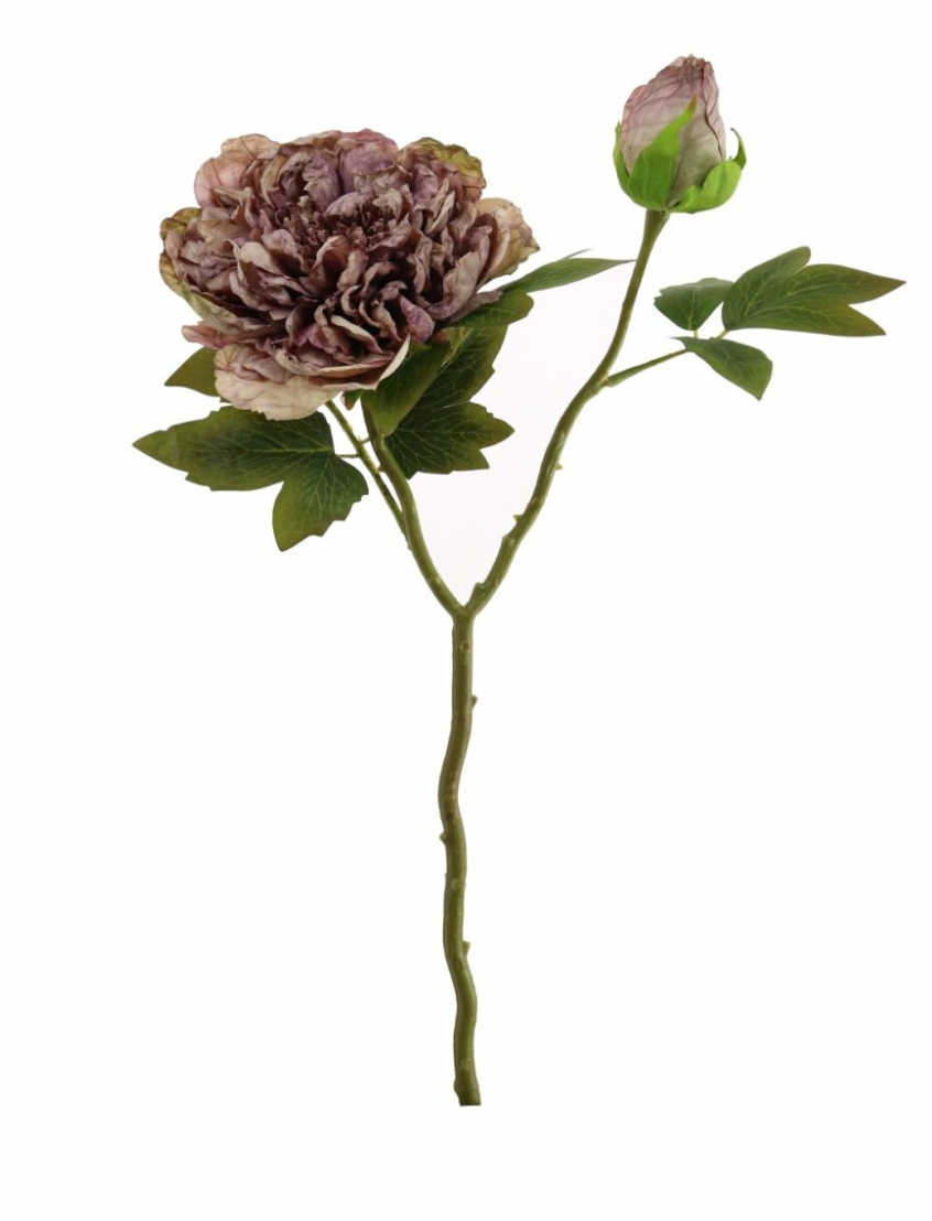 Dried Touch Open Peony